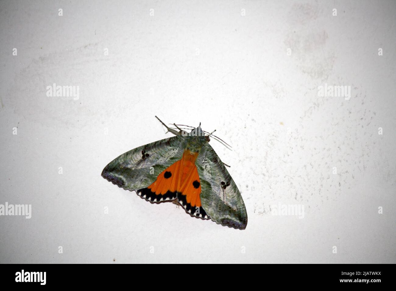 Dot-Underwing Motte (Eudocima materna), die mit ausgebreiteten Flügeln ruht : Pix SShukla Stockfoto