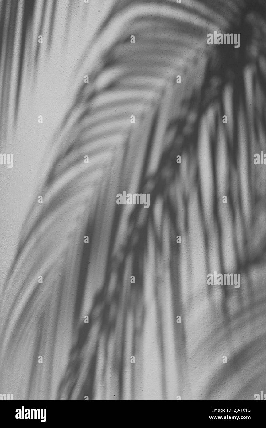 Der schlichte Schatten einer tropischen Palme, die auf einer schwarz-weißen Wand leuchtet. Stockfoto