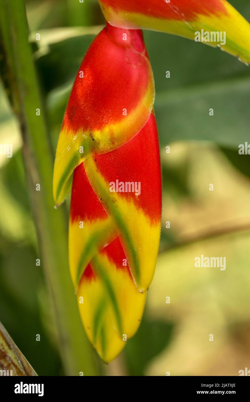 heliconia wagneriana Regenbogenpflanze im Garten. Stockfoto