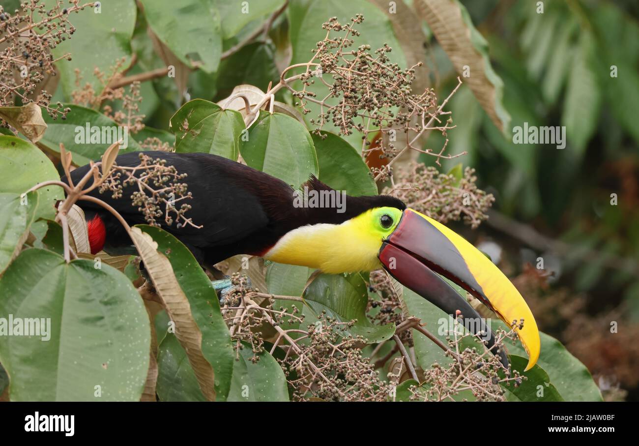 Gelbkehliger Toucan (Ramphastos ambiguus swainsonii), Erwachsener, der sich am Fruchtbaum der Osa-Halbinsel, Costa Rica, ernährt März Stockfoto