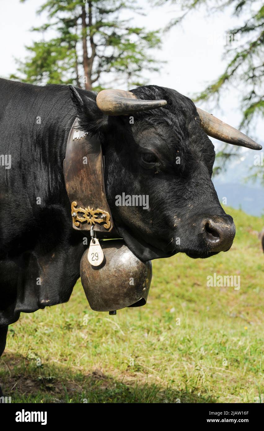 SCHWEIZ, alpen Berge, Kanton Wallis, Landwirtschaft in den Bergen, grasende Eringer Milchkühe, die Milch ist die Basis von Raclettekäse / SCHWEIZ Kanton Wallis, Landwirtschaft auf Alpen zur Beweidung von Flaechen und Vermädung von Verbuschung der Kulturlandschaften, Erringer Kuehe auf der Alpe Col du Lein, Aus der Milch wird der Raclette Kaese hergestellt, die Küche wird auch für die traditionellen Kuhkämpfe eingesetzt Stockfoto