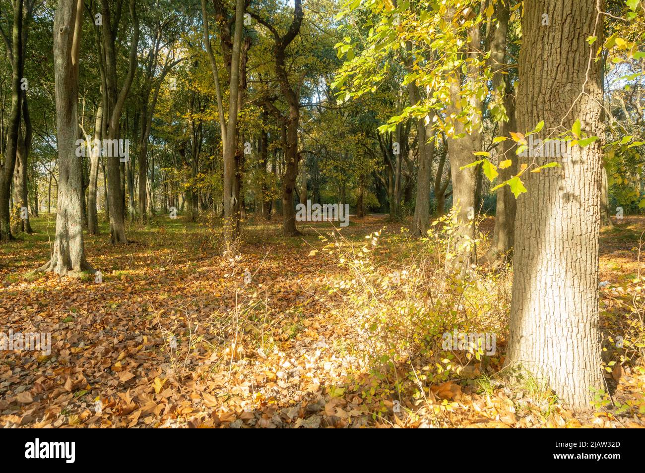 Die Landschaft des Waldes im Herbst Stockfoto