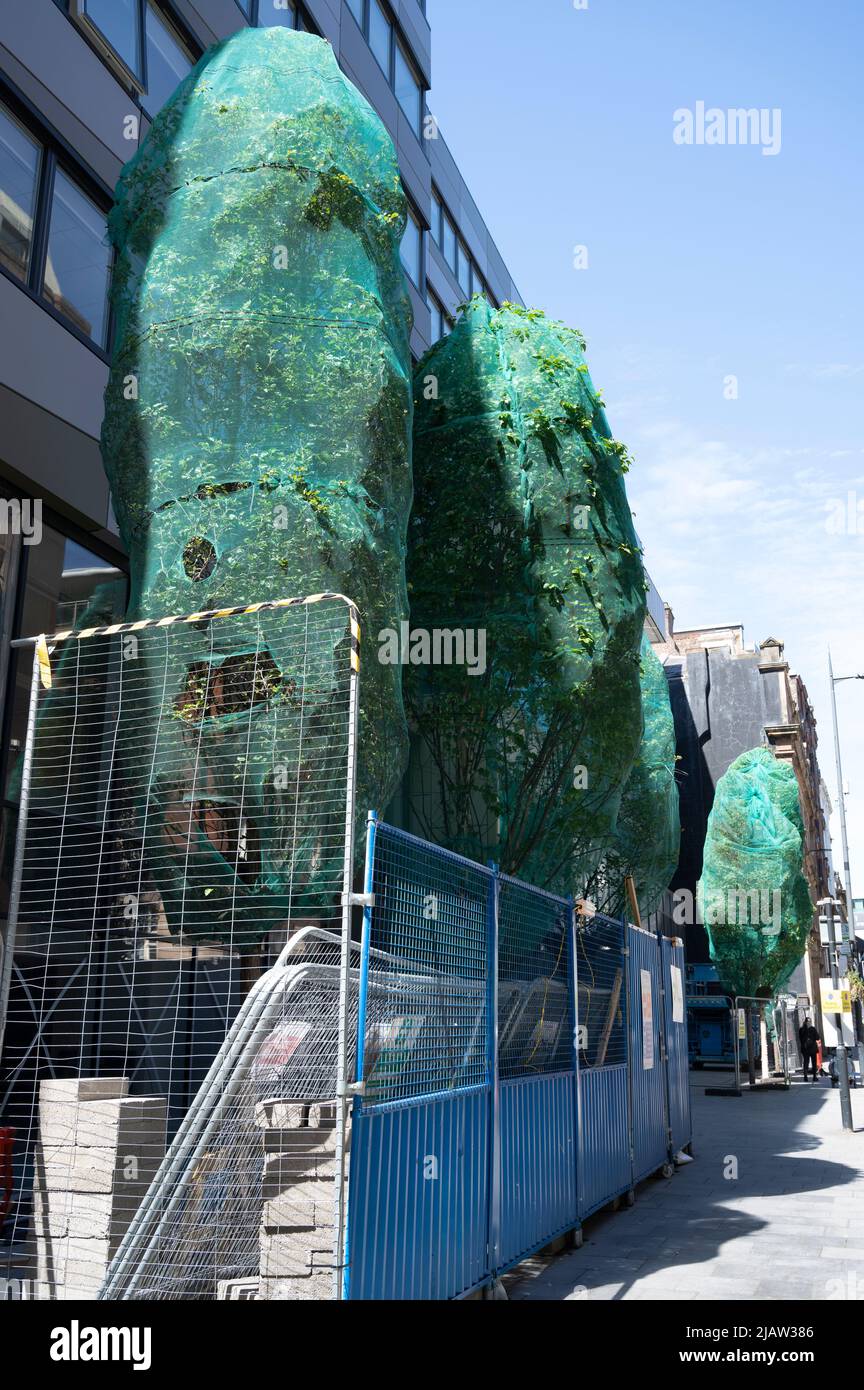 Liverpool, England, Großbritannien. Neue Pflanzung von Bäumen, eingewickelt in grünen Kunststoff. Stockfoto