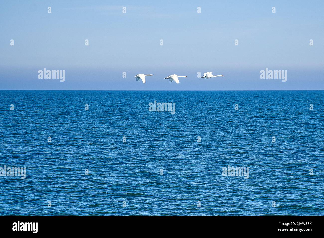 Drei stumme Schwäne im Flug über die Ostsee. Weißes Gefieder bei den großen Vögeln. Tierfoto in der Natur Stockfoto