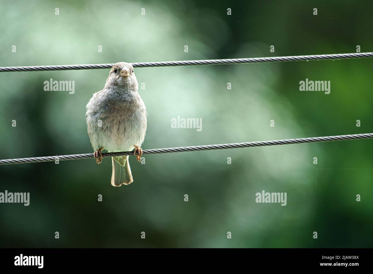 Brauner Sperling auf einem Drahtseil. Kleiner singvögel mit schönem Gefieder. Der Sperling ist ein gefährdeter Vogel. Aufgenommen in Deutschland Stockfoto
