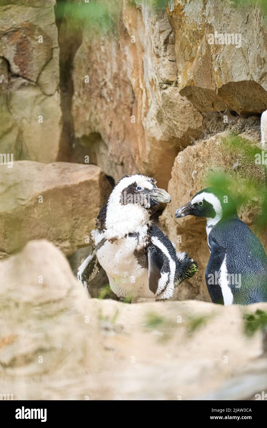 Zwei Pinguine. Schwarze und weiße Vögel als Paar an Land. Tierfoto in Nahaufnahme. Detailreiche Aufnahme Stockfoto