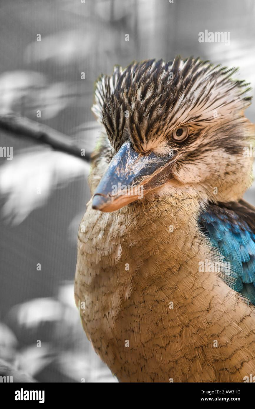 Lachender hans auf einem Zweig. Schönes buntes Gefieder des australischen Vogels. Interessante Beobachtung des Tieres. Tieraufnahmen in deutschland Stockfoto