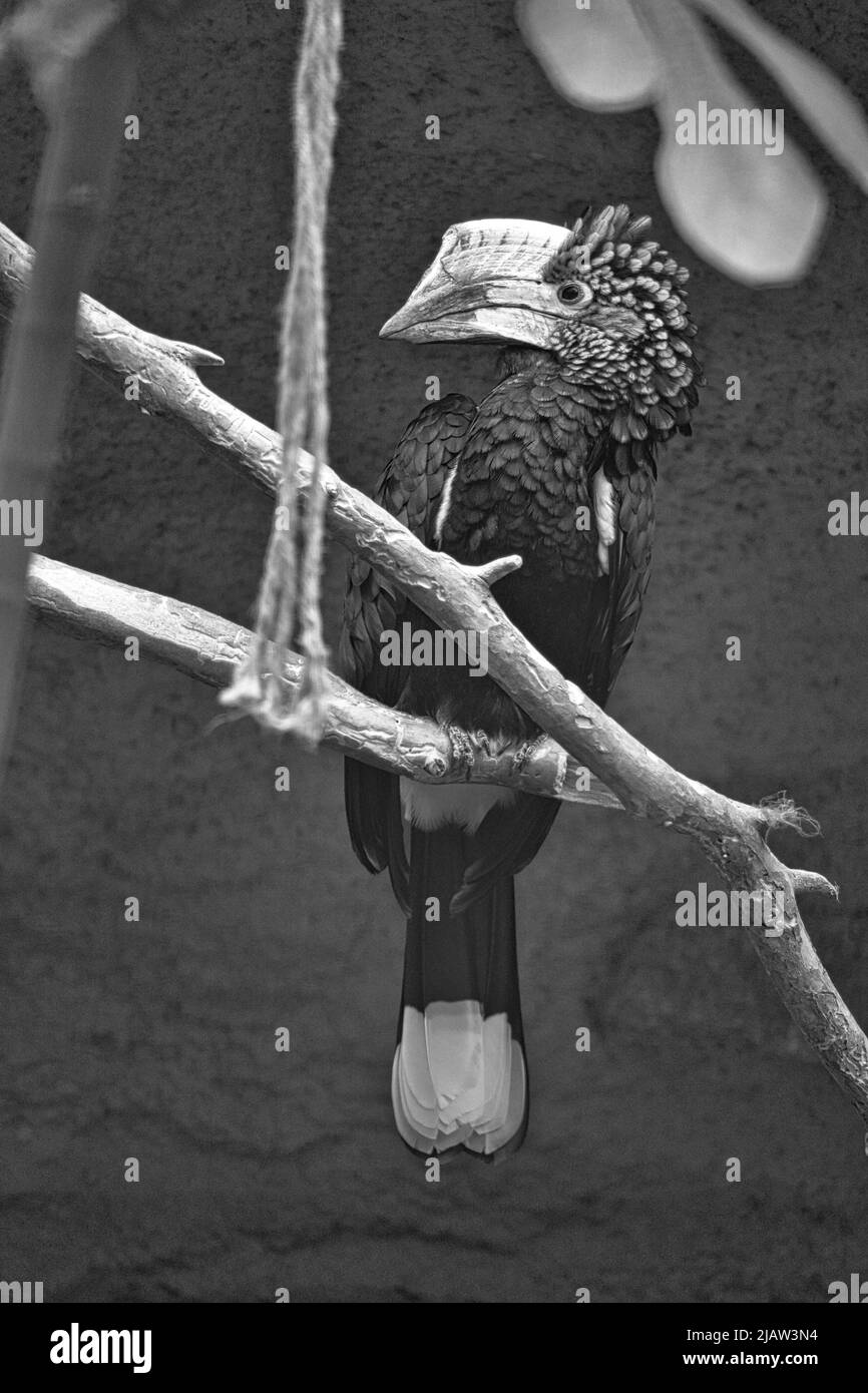 Silberfarbener Hornschnabel, in Schwarz und Weiß, auf einem Ast sitzend. Buntes Gefieder. Großer Schnabel eines australischen Vogels. Tierfoto Stockfoto