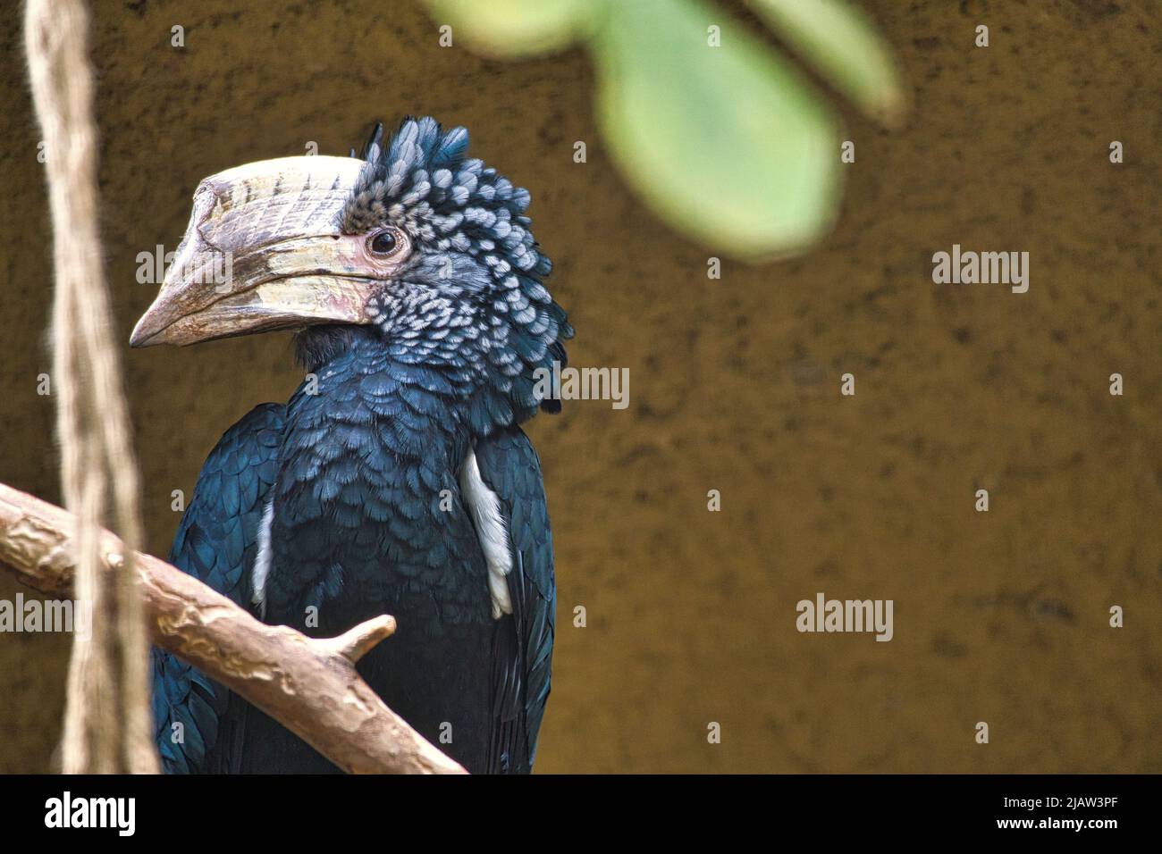 Silberfarbener Hornschnabel auf einem Ast. Buntes Gefieder. Großer Schnabel australischer Vögel. Tierfoto Stockfoto