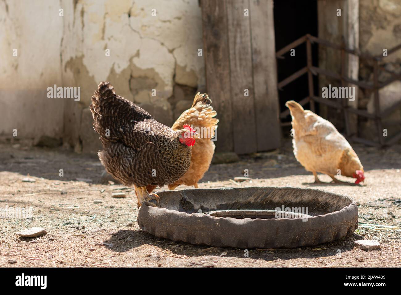 Die Plymouth Rock Henne steht auf einem Geflügeltrinker und befriedigt ihren Durst. In ihrem Schnabel ist ein glitzernder Wassertropfen. Stockfoto