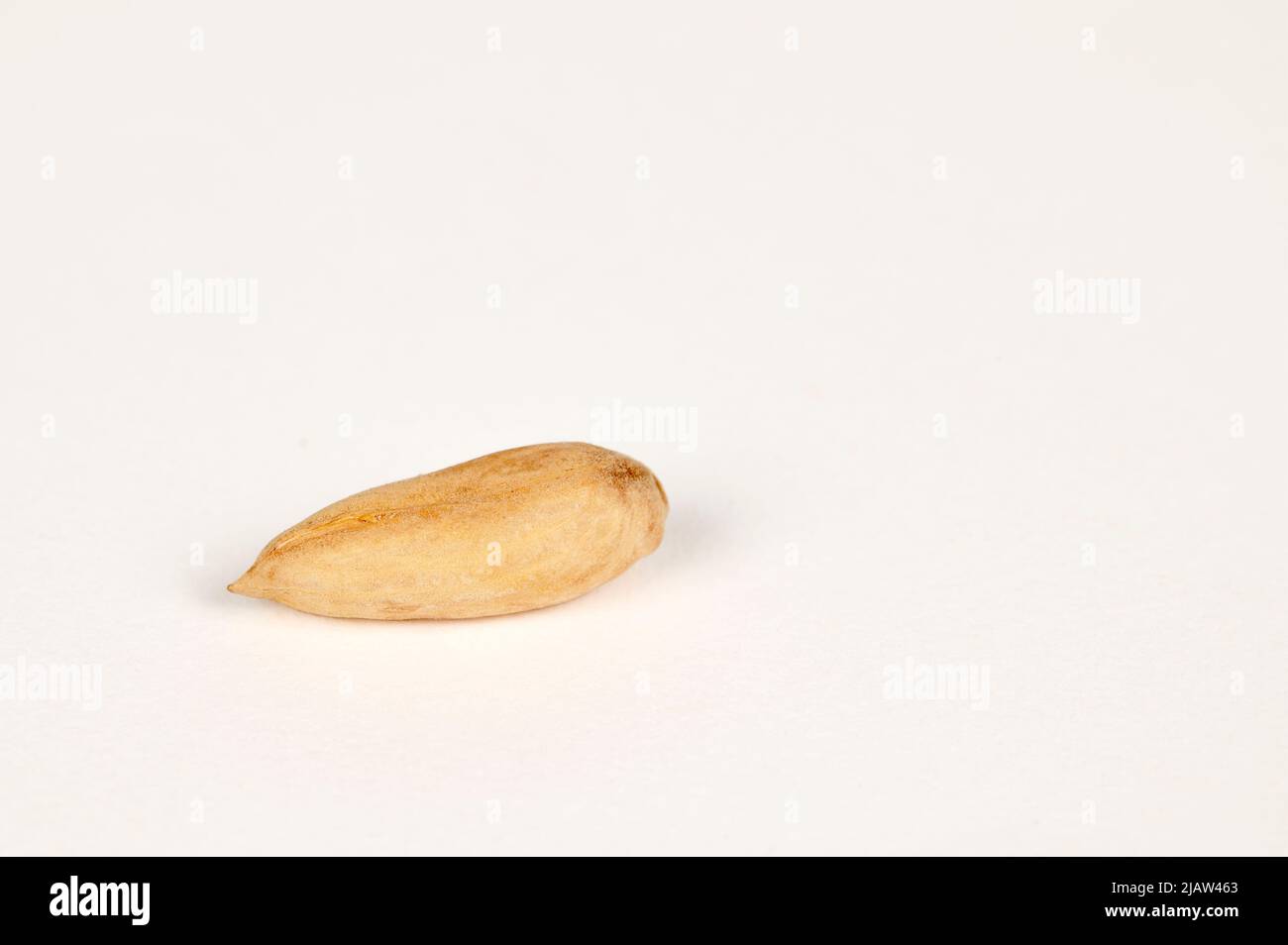 Single Wild Papershell Almond auf weißem Hintergrund Stockfoto