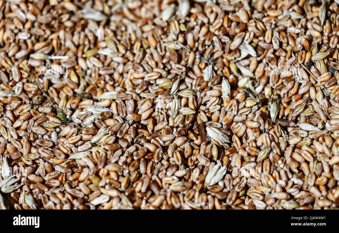 Das Getreide wird während eines Greenpeace-Protestes gegen die Produktion von Biokraftstoff aus Getreide vor dem deutschen Verkehrsministerium in Berlin, Deutschland, am 1. Juni 2022, abgebildet. REUTERS/Hannibal Hanschke Stockfoto