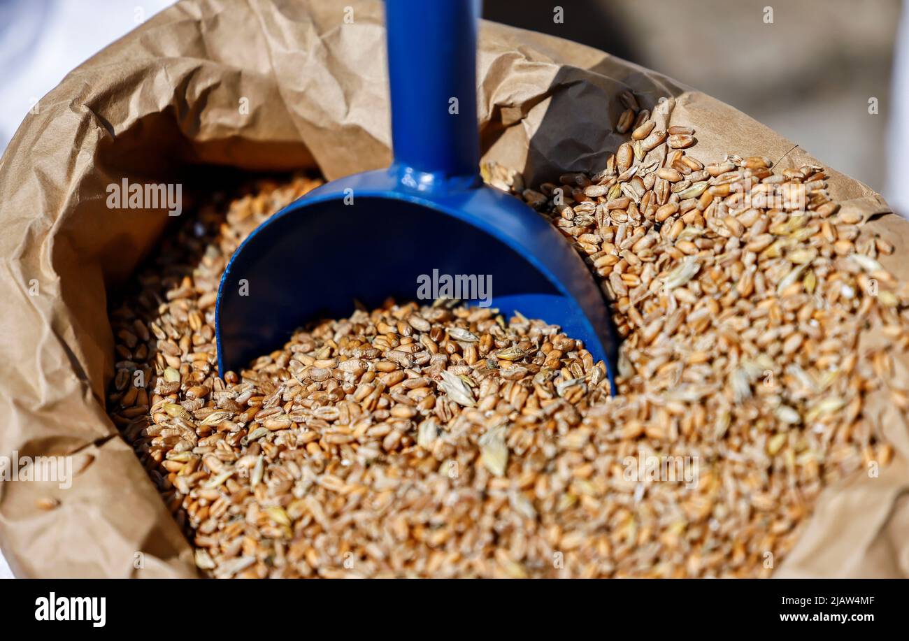 Das Getreide wird während eines Greenpeace-Protestes gegen die Produktion von Biokraftstoff aus Getreide vor dem deutschen Verkehrsministerium in Berlin, Deutschland, am 1. Juni 2022, abgebildet. REUTERS/Hannibal Hanschke Stockfoto