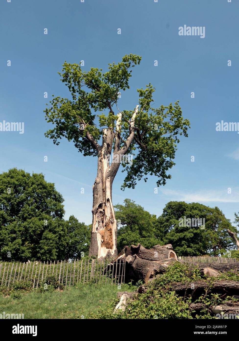 Derelect Baum im Richmond Park London Stockfoto