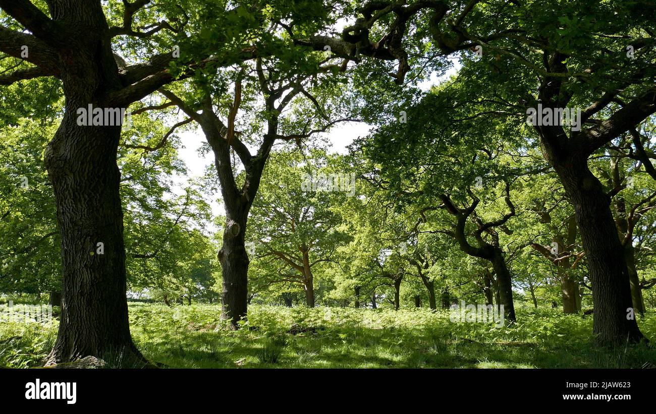 Englischer Wald im Frühling. Stockfoto