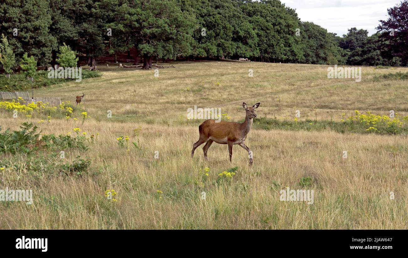 Sommeransicht von Roe Deer im Richmond Park London England. Stockfoto
