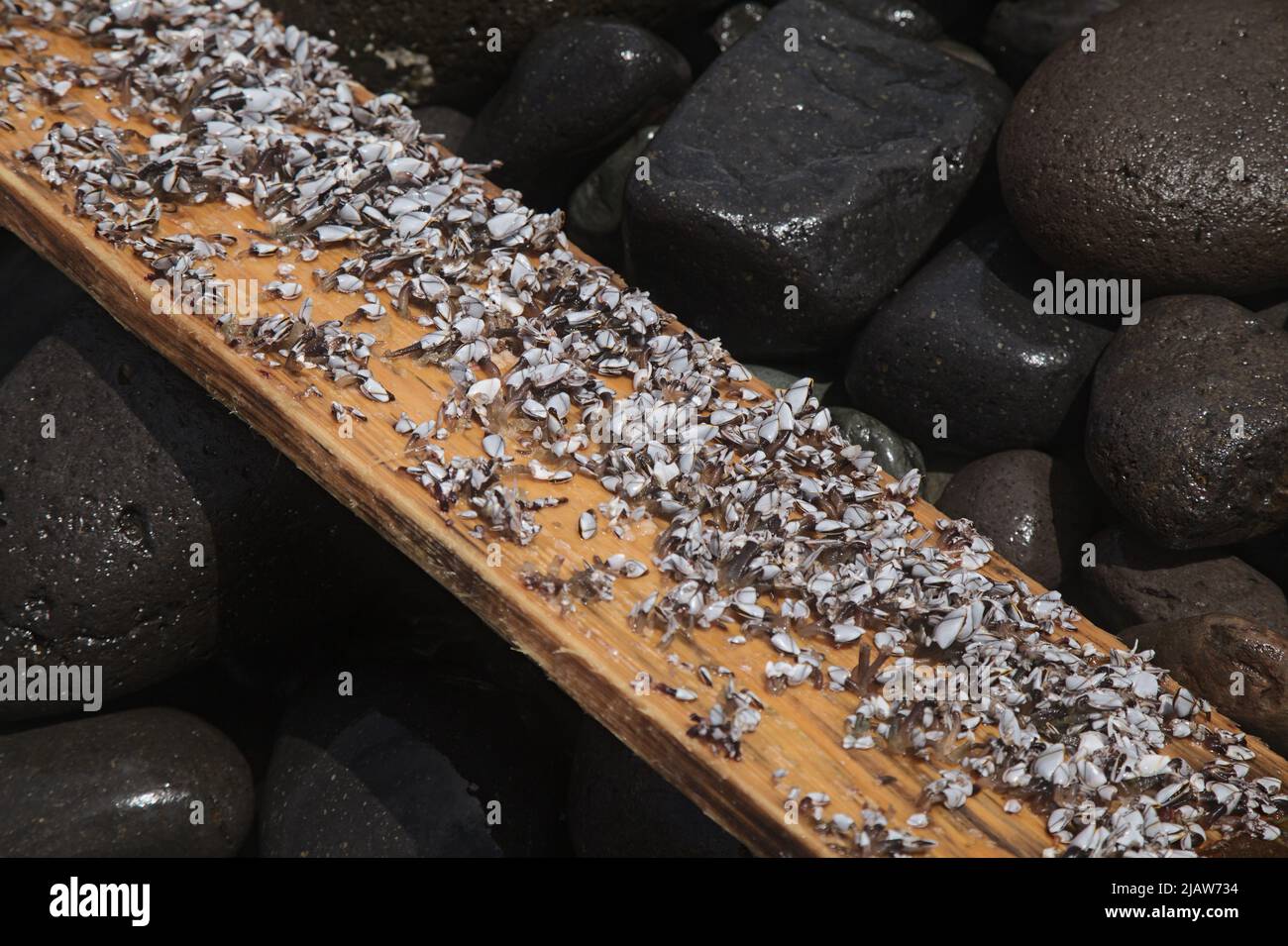 Fauna des Atlantischen Ozeans rund um die Kanarischen Inseln - Gänseschneckenbarnakel, Pollicipes pollicipes, die ein Stück Holz besiedeln Stockfoto