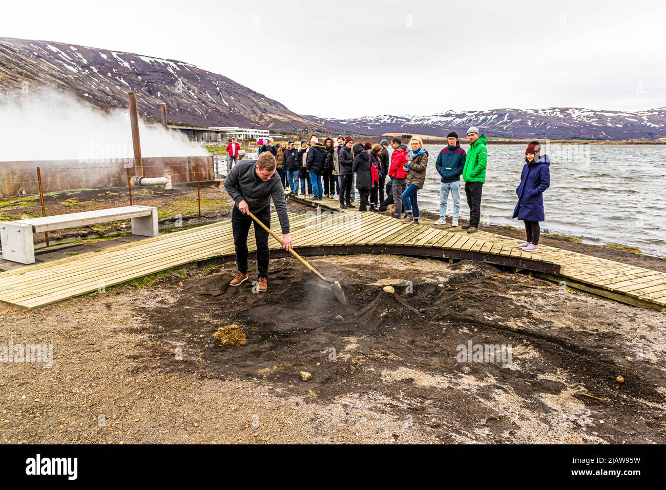 Ein Mitarbeiter der Fontana Bakery gräbt hier in den aschbedeckten Boden in Laugarvatn, Island, während eine Gruppe von Besuchern von einem Boardwalk aus zusieht; Dampf steigt aus einer heißen Quelle hinter ihnen auf. Das Backen von Roggenbrot in der heißen Erde an einem geothermischen Ort wird hier Touristen demonstriert. Stockfoto
