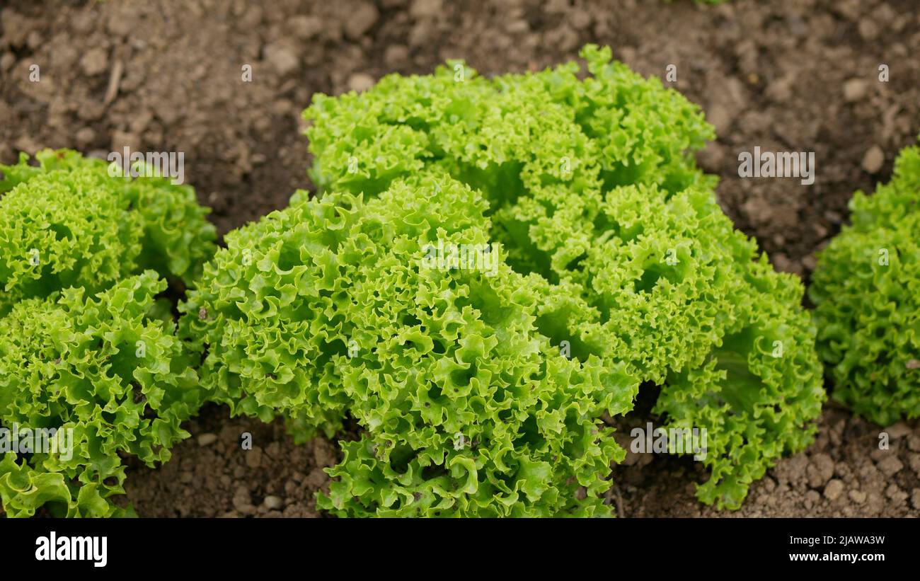 Bio-lockig grün Lollo Bionda Rossa Ernte Landwirt Landwirtschaft Gewächshaus Folio und landwirtschaftliche Farm Garten Ernte Blatt roten Salat Lactuca sativa Stockfoto