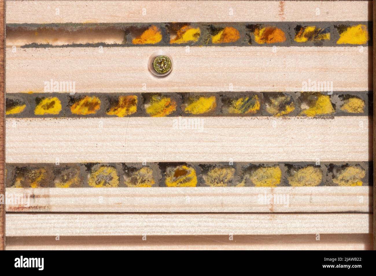 Das Innere eines Bienenhotels zeigt die mit Pollen gefüllten Brutzellen und Eier einer roten Maurerbiene (Osmia bicornis), die durch Lehmwände geteilt ist, Großbritannien Stockfoto