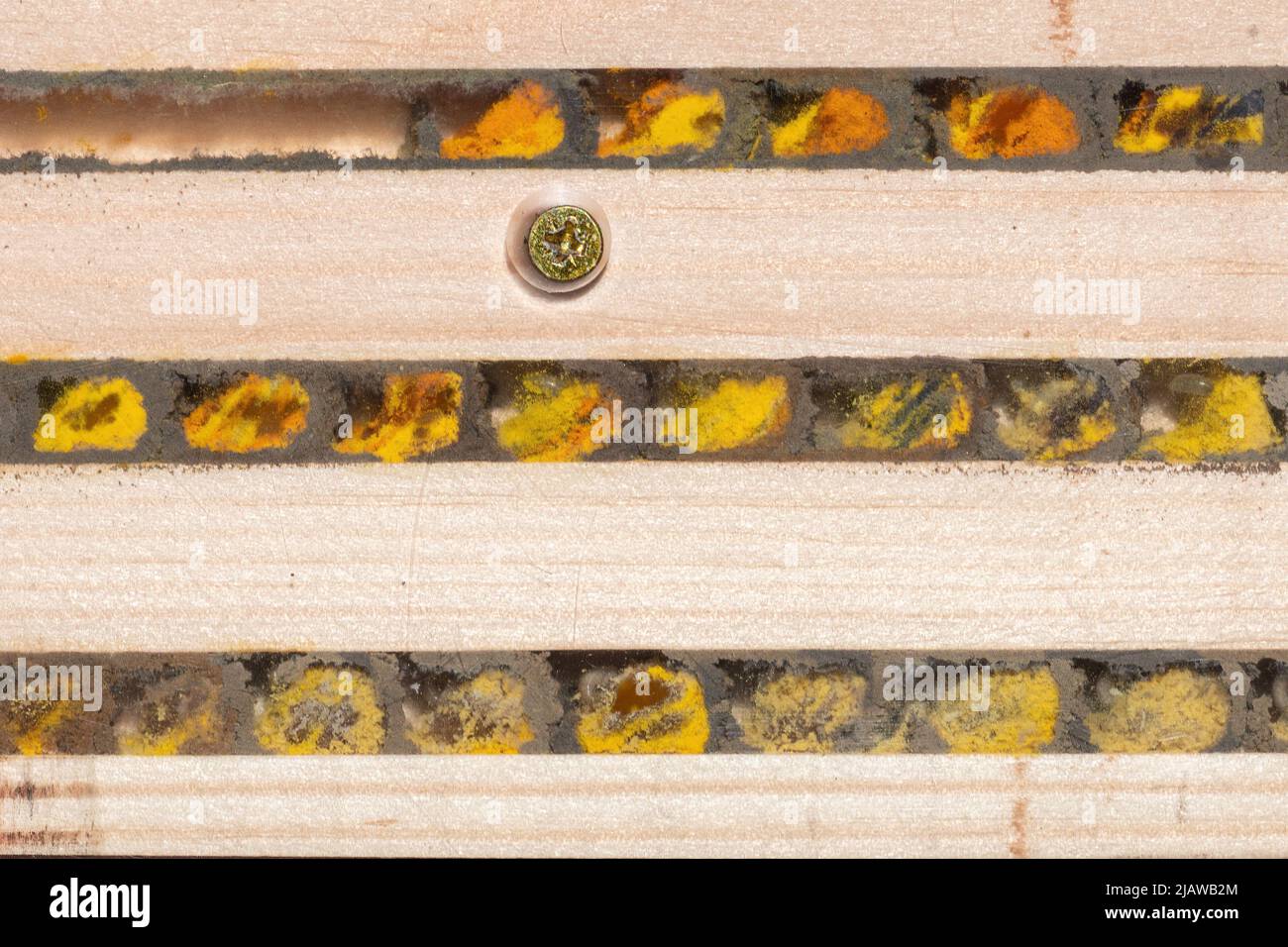 Das Innere eines Bienenhotels zeigt die mit Pollen gefüllten Brutzellen und Eier einer roten Maurerbiene (Osmia bicornis), die durch Lehmwände geteilt ist, Großbritannien Stockfoto