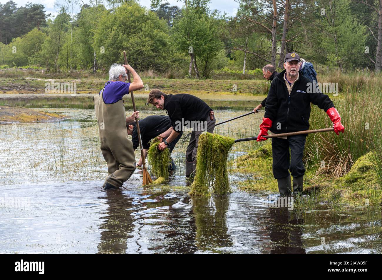 Freiwillige und Schutzhelfer entfernen die invasive Pflanze Crassula helmsii, eine nicht-einheimische, eingeführte Art, aus einem großen Teich in Hampshire, Großbritannien Stockfoto