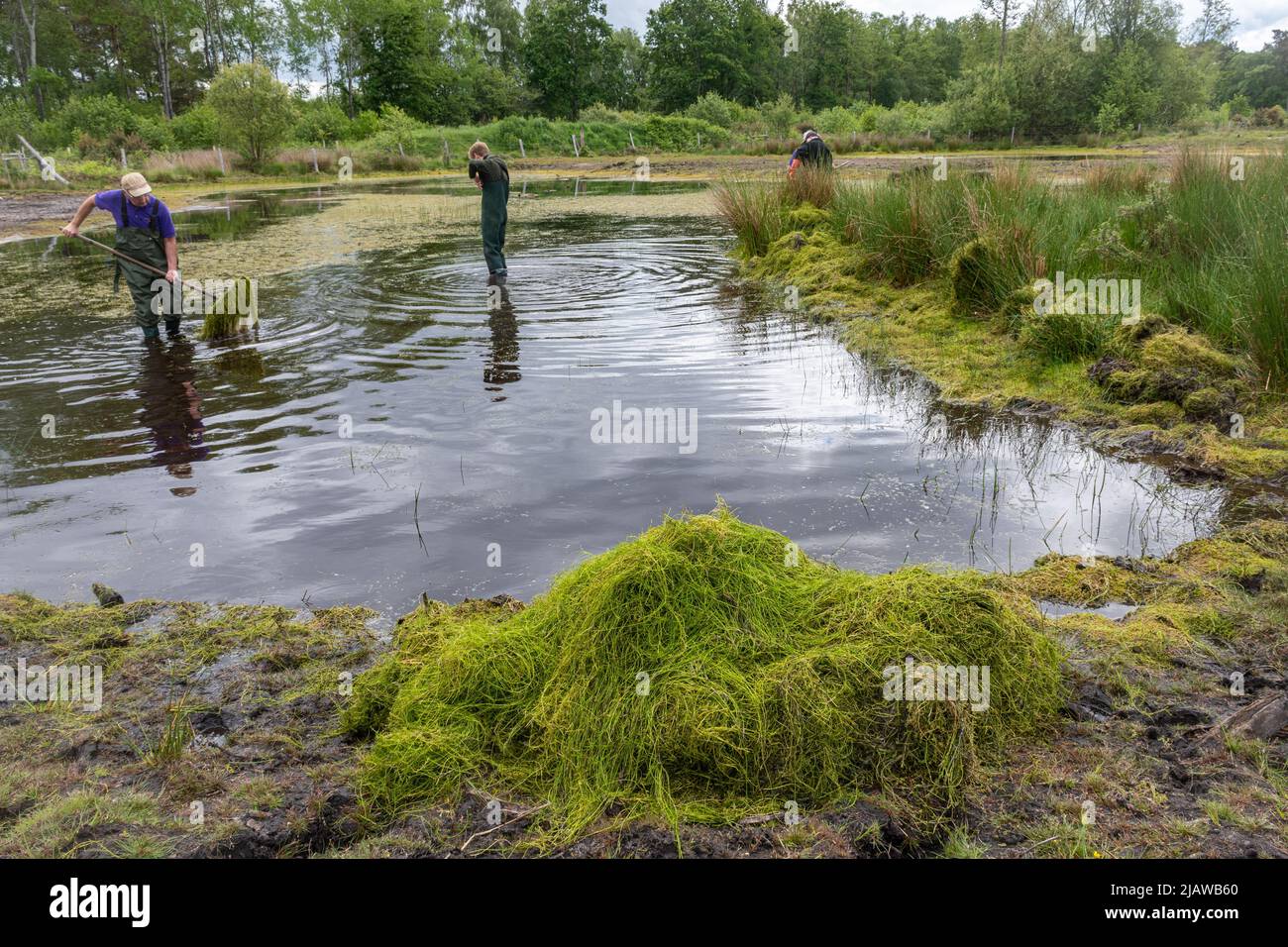 Freiwillige und Schutzhelfer entfernen die invasive Pflanze Crassula helmsii, eine nicht-einheimische, eingeführte Art, aus einem großen Teich in Hampshire, Großbritannien Stockfoto