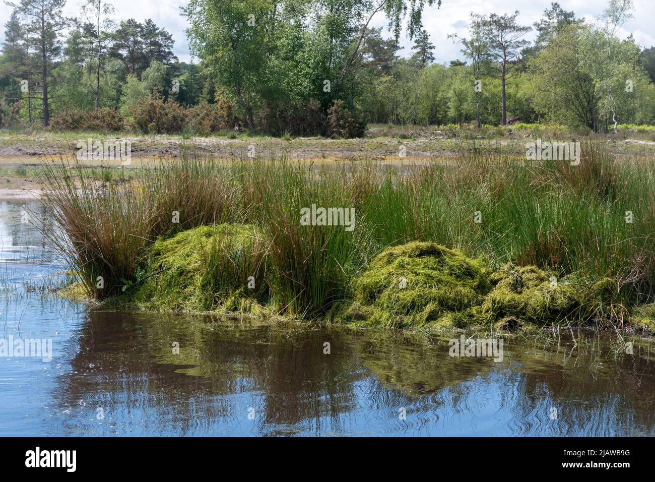 Entfernung der invasiven Pflanze Crassula helmsii, einer nicht-einheimischen eingeführten Art, aus einem großen Teich in Hampshire, Großbritannien. Haufen gerodeten Crassula durch Teich. Stockfoto