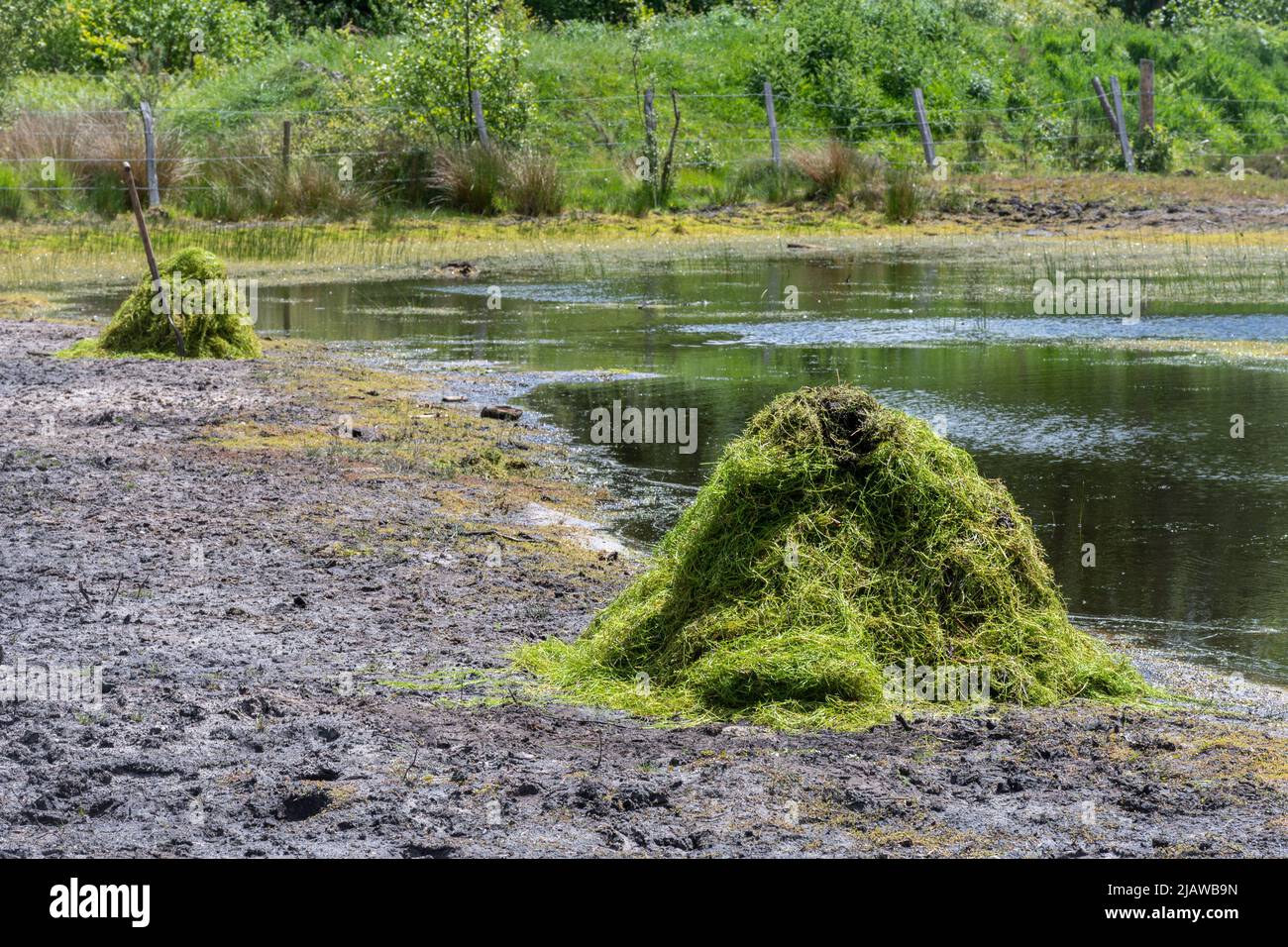 Entfernung der invasiven Pflanze Crassula helmsii, einer nicht-einheimischen eingeführten Art, aus einem großen Teich in Hampshire, Großbritannien. Haufen gerodeten Crassula durch Teich. Stockfoto