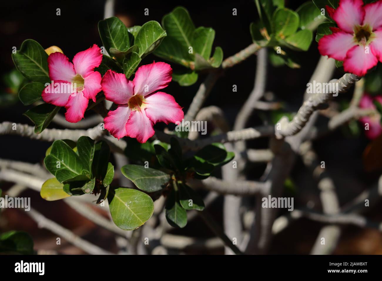 Wüstenrose oder Adenium obesum, oder Impala Lilie, mit 5 Trompetenblättern Stockfoto