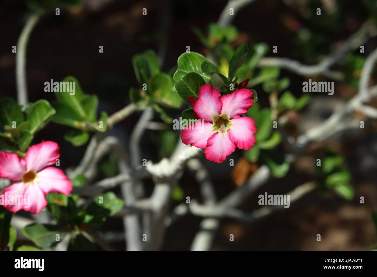 Wüstenrose oder Adenium obesum, oder Impala Lilie, mit 5 Trompetenblättern Stockfoto