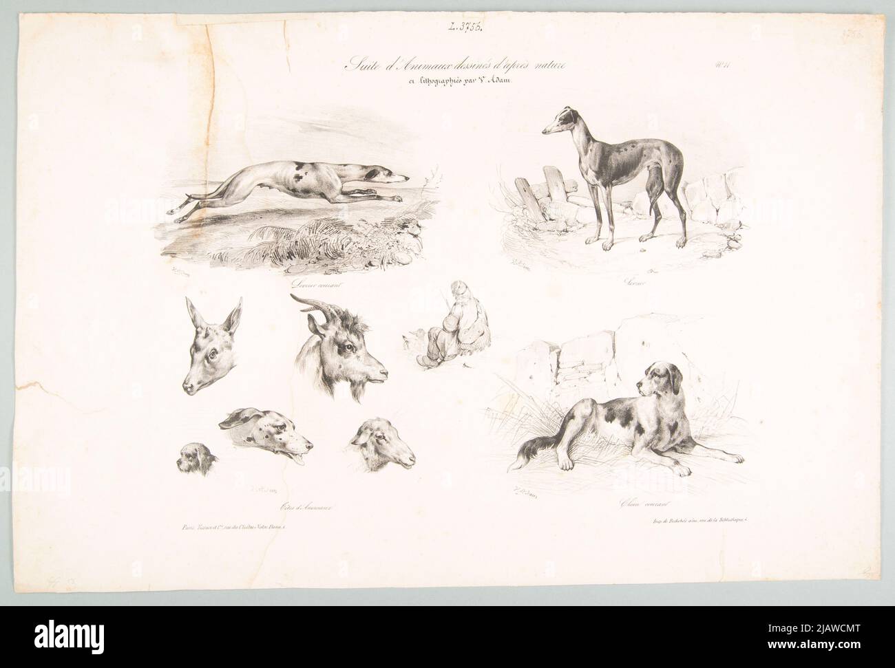 Tierstudien Litographische Pflanze: Bichebois, Adam, Victor Jean Vincent (1801 1866), Litographische Pflanze: Bichebois Tessari Stockfoto