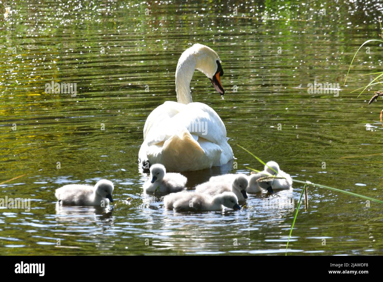 Schwan mit Cygnets im London Wetland Centre, London, England, Großbritannien Stockfoto