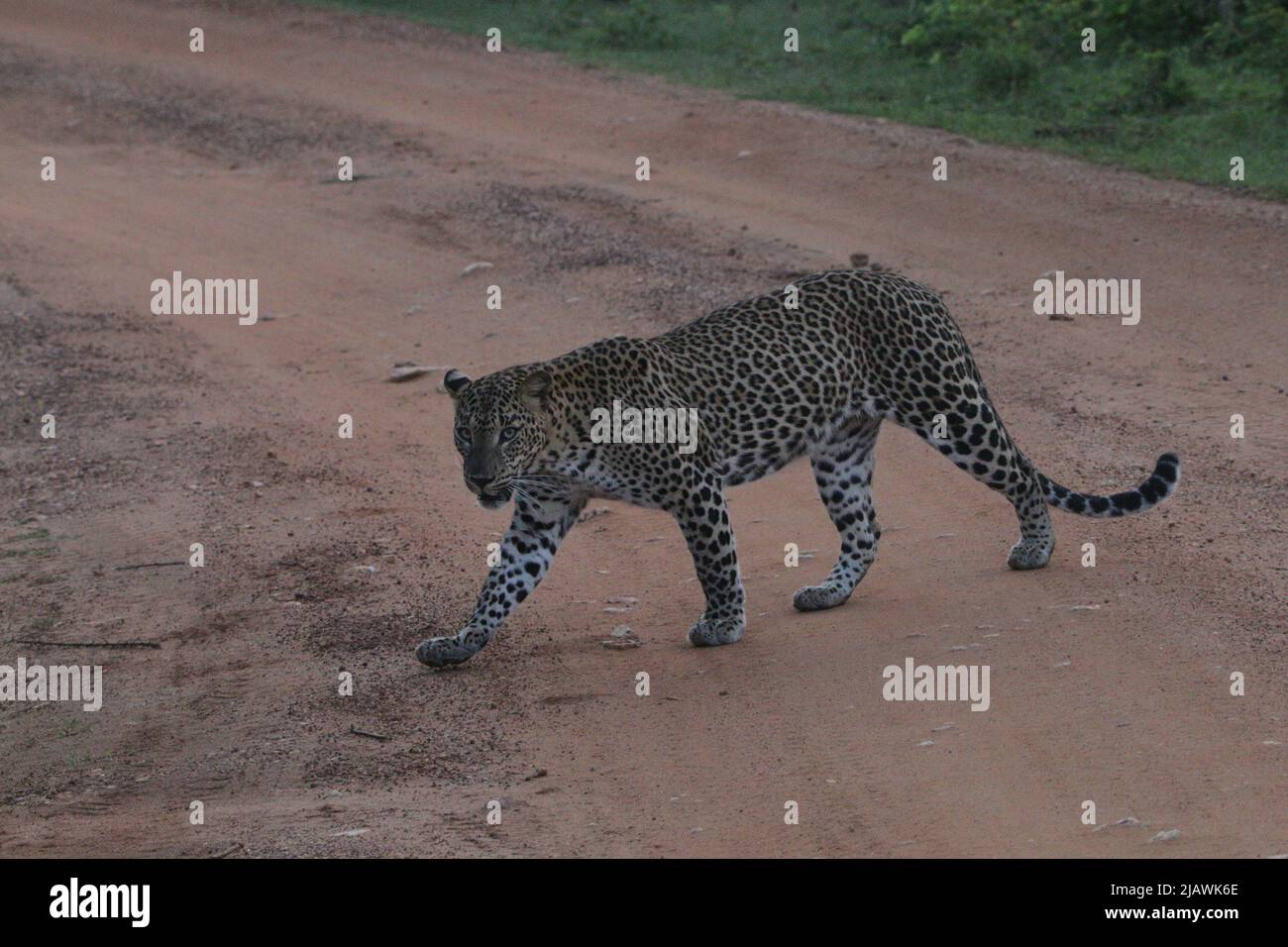 Leoparden von Sri Lanka in freier Wildbahn Stockfoto