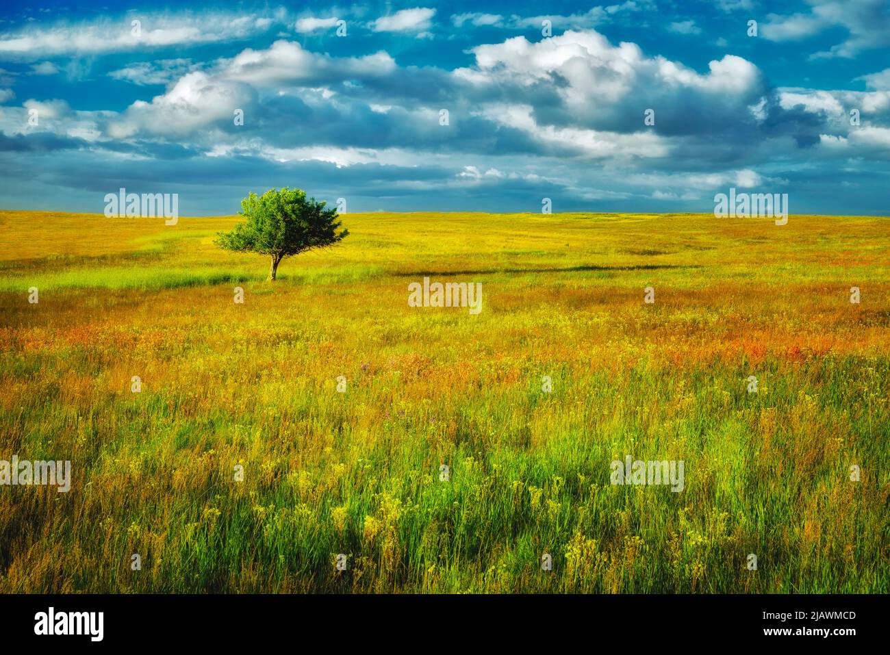 Einsamer Baum und Wildblumen. Zumwalt Prairie Preserve, Oregon Stockfoto