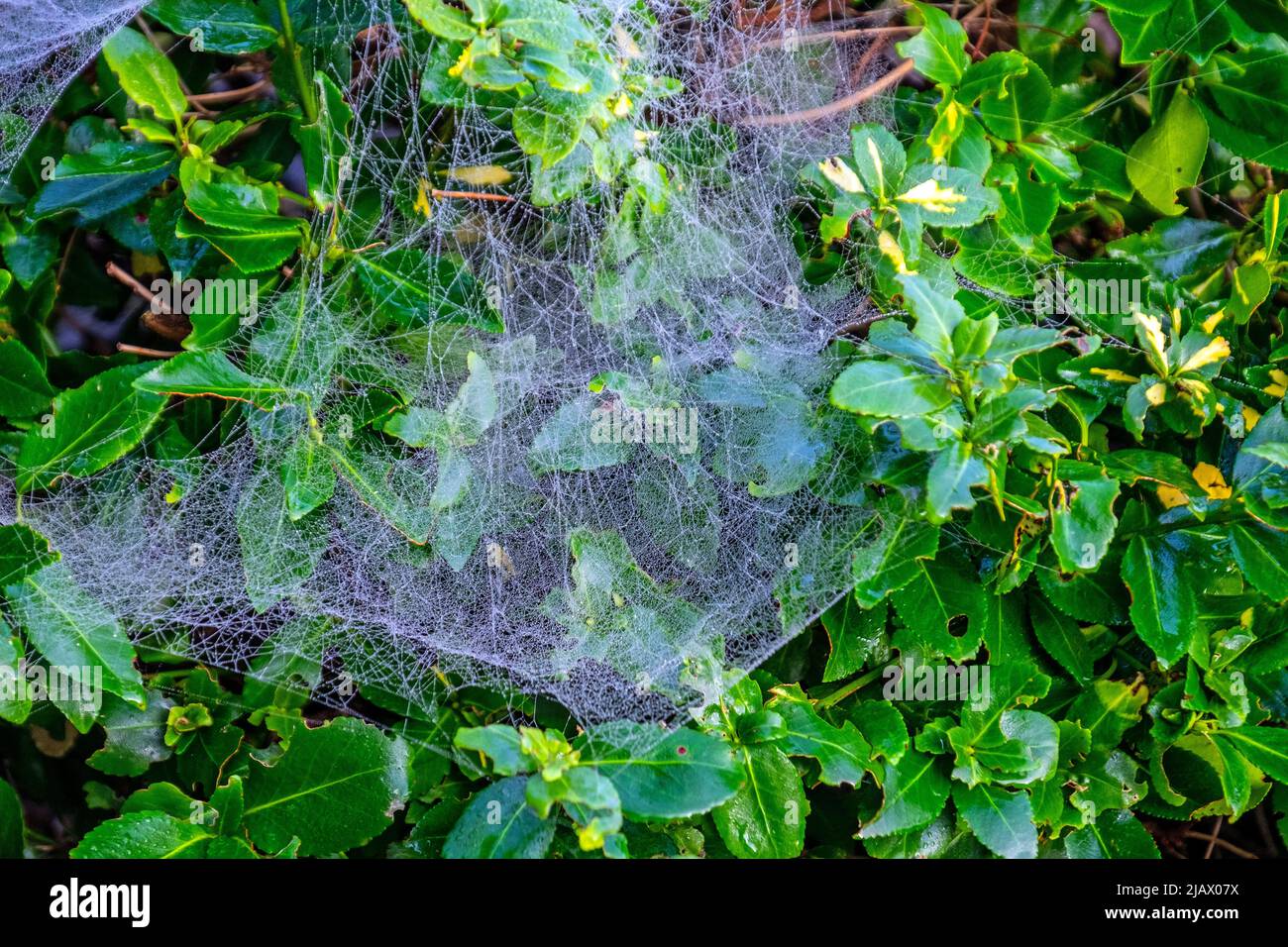 Spinnen Netz auf Pflanze Stockfoto