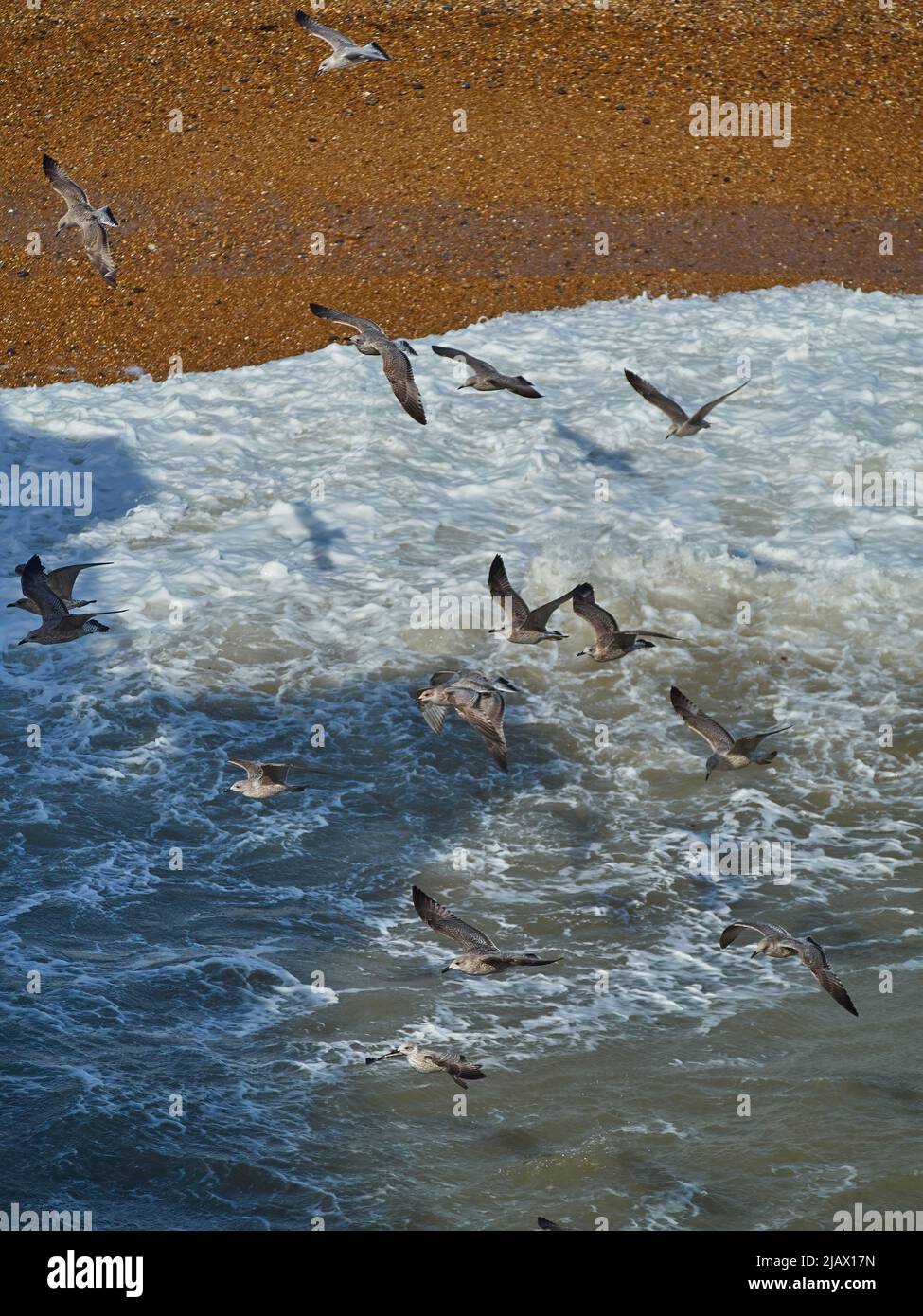 Eine große Gruppe von jungen Heringsmöwen schwebt vom Sonnenlicht in den Schatten über dem rauen Meer und dem Kiesstrand der Küste von Brighton. Stockfoto