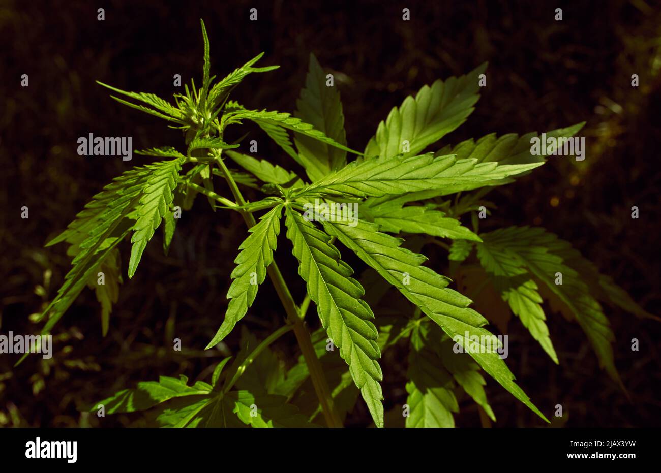 Foto von Blättern von medizinischem Marihuana (Cannabis) mit verschwommenem Hintergrund Stockfoto