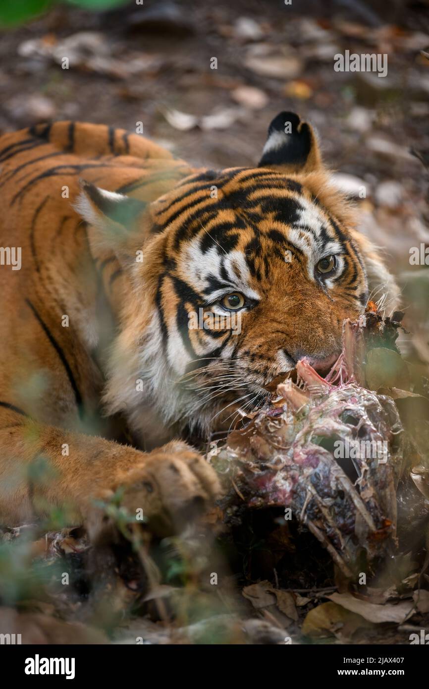 Nahaufnahme eines Tigers, der an einem Sommermorgen im Ranthambhore National Park auf einen gefleckten Hirschkadaver rast Stockfoto