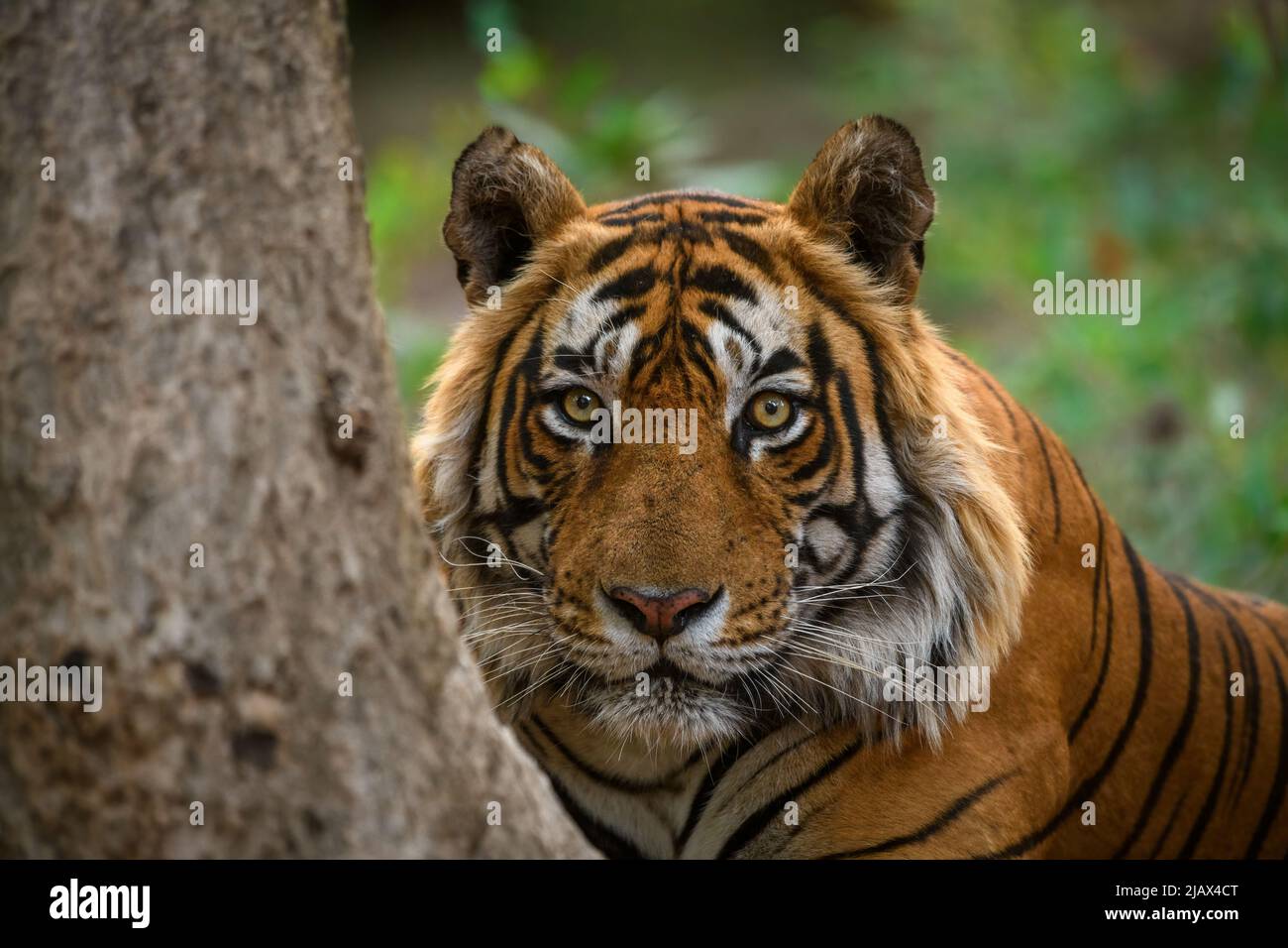 Porträt eines männlichen Tigers, der intensiv hinter einem Baum in Ranthambhore blickt Stockfoto