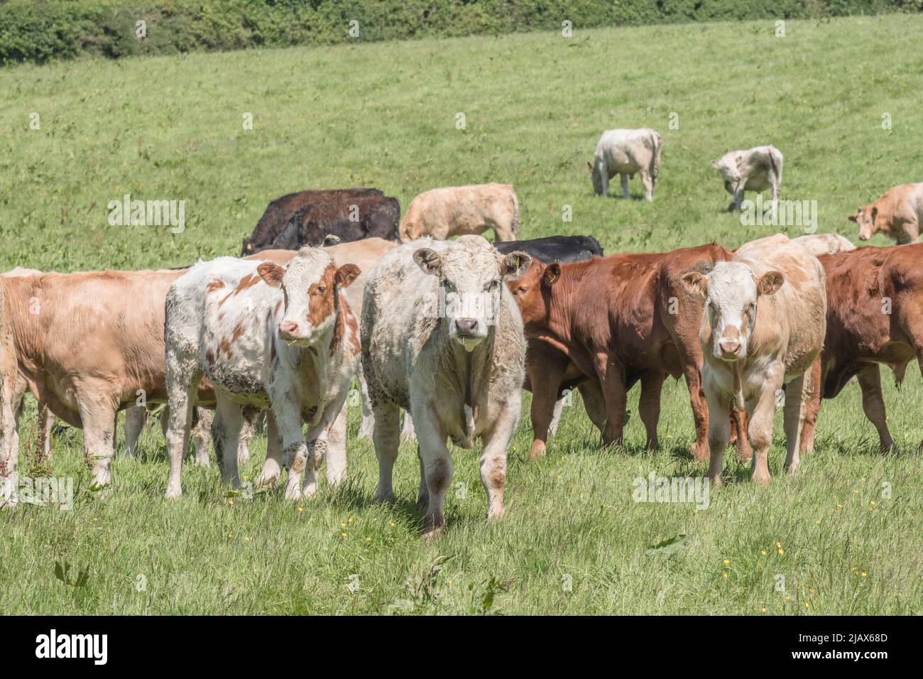 Kleine Gruppe junger Bullocks auf dem Feld und neugierig auf die Kamera. Für die britische Viehwirtschaft, britisches Rindfleisch, britische Landwirtschaft und den Tierschutz in Großbritannien. Stockfoto