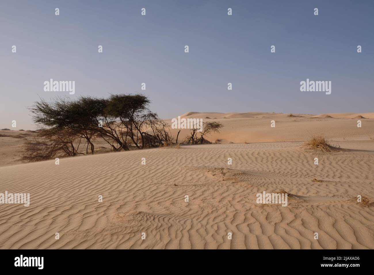 Dorniger Akazienbaum in den Dünen der Wüste der Westafrikanischen Sahara Stockfoto