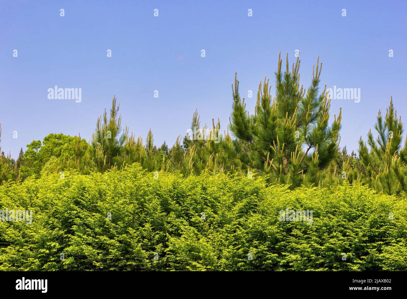 Hintergrund mit Copyspase von immergrünen Sträuchern und Kiefern und blauem Himmel. Stockfoto