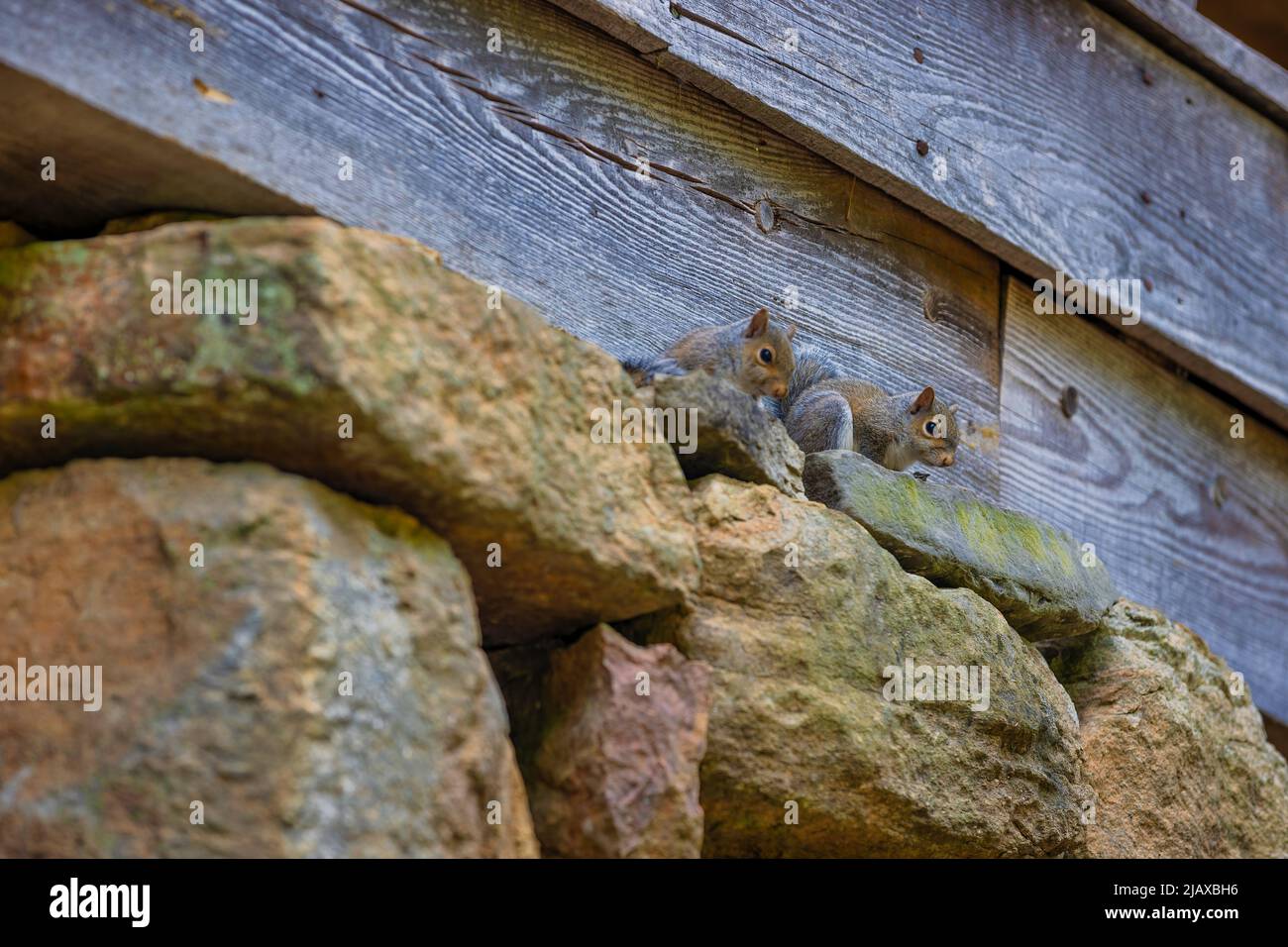 Zwei Eichhörnchen auf gestapelten Felsen, die das Fundament einer alten Mühle bilden. Stockfoto