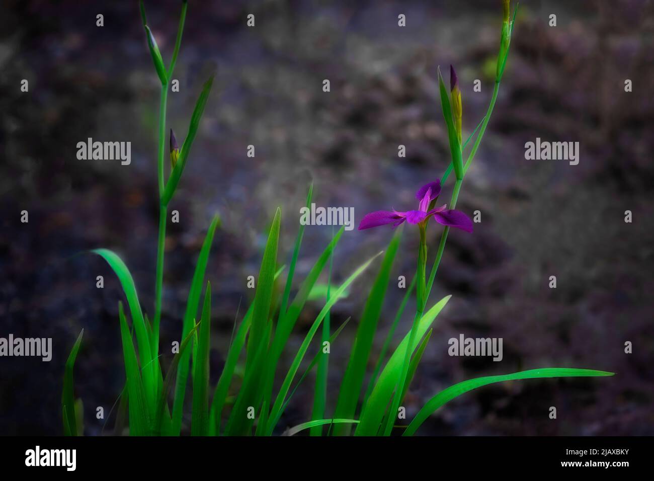 Wunderschöne Nahaufnahme einer lila Iris, die am Ufer blüht. Stockfoto
