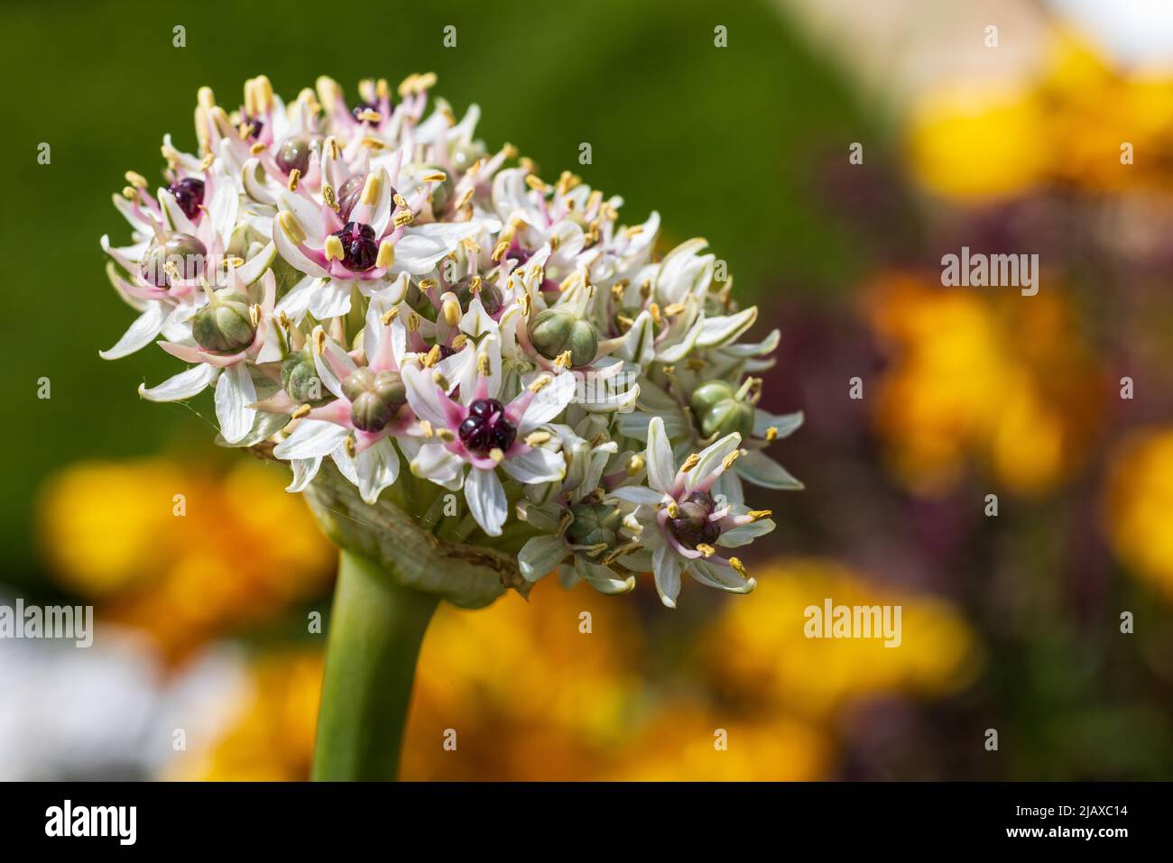 Allium „Silver Spring“ Stockfoto