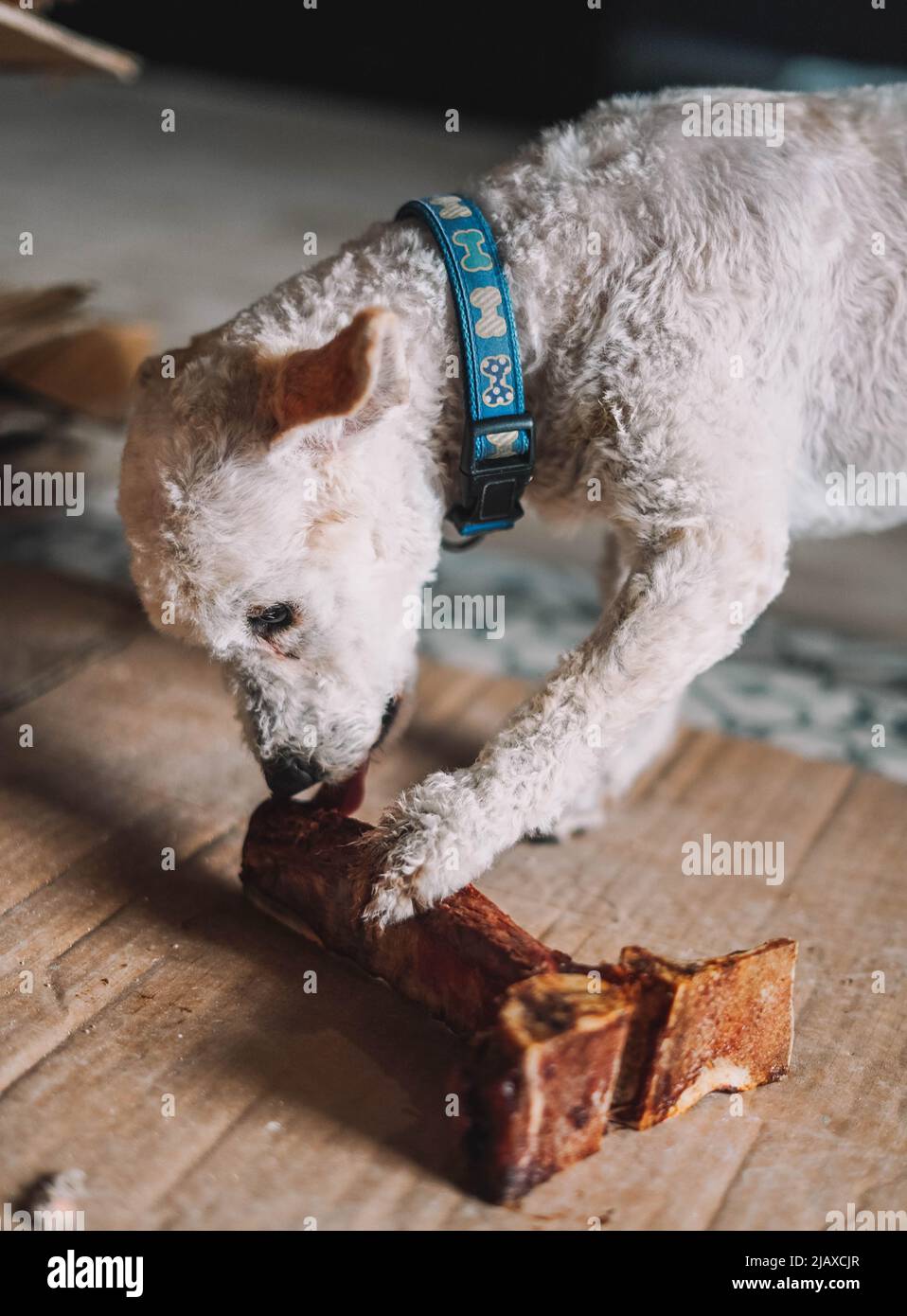 Ein Spielzeug Pudel Rasse Hund genießt ein t-bone Stockfoto