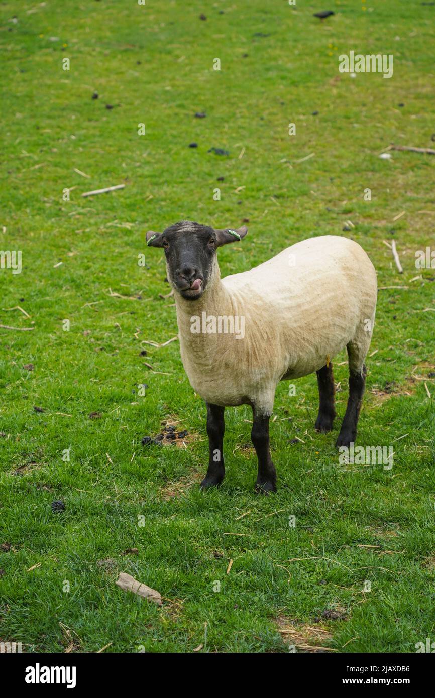 Suffolk-Schafe auf einem Feld. Spanien Stockfoto