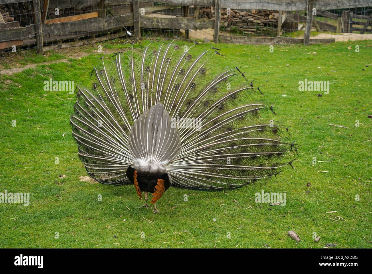 Ein Pfauenmännchen, ein indischer Pfau, Pavo cristatus, der sein Gefieder zeigt. Stockfoto