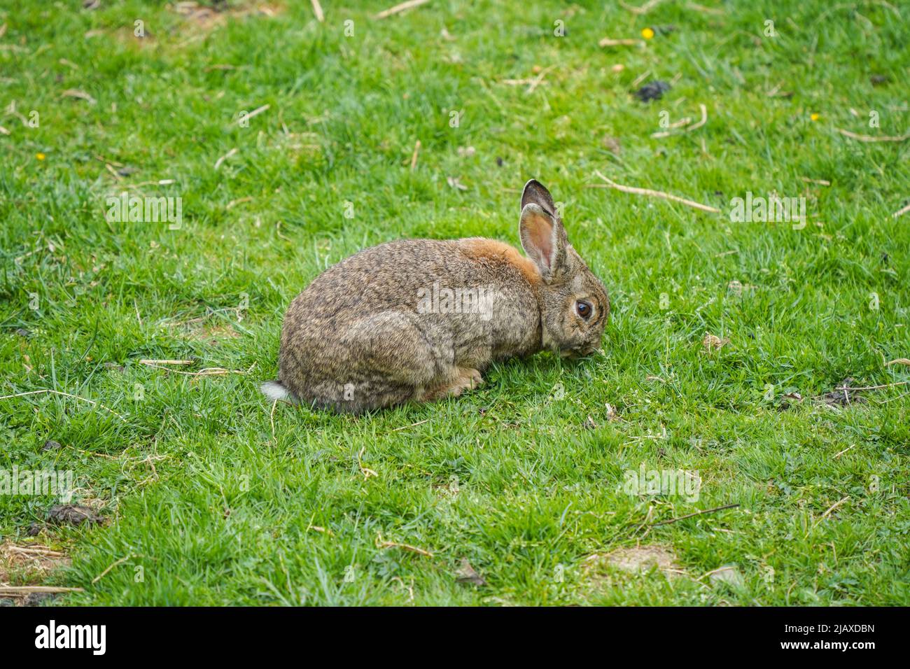 Ein domestiziertes Kaninchen auf einem Rasen in einem öffentlichen Park. Stockfoto